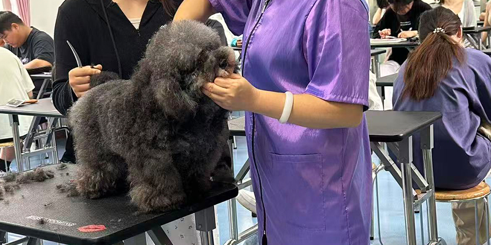 宠物美容师最有成就感的瞬间：把邋遢小狗洗成发光宝贝